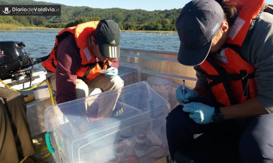 Proyecto de investigación busca reconstruir la biodiversidad del humedal del Río Cruces 