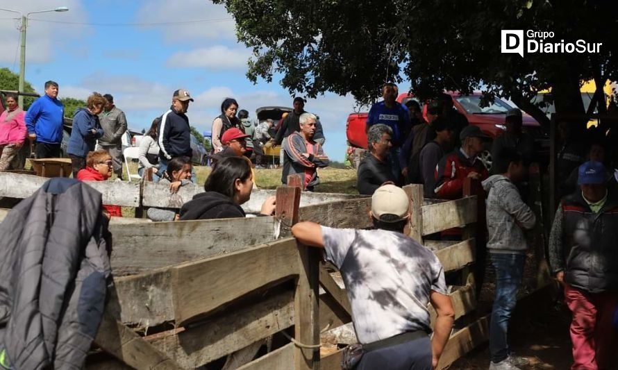 Primera Fiesta del Cordero y Rodeo Criollo en Río Bueno tuvo un amplio respaldo