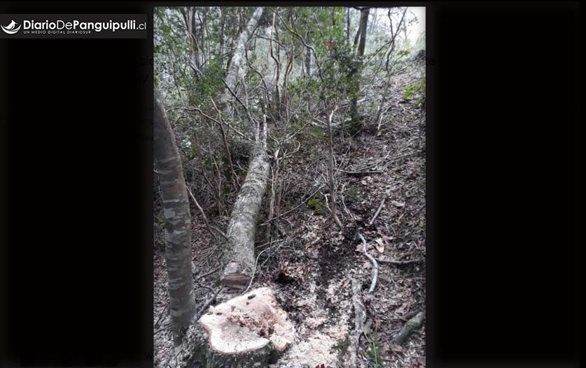 Tala de árboles provocó corte de energía en Choshuenco, Neltume y Puerto Fuy