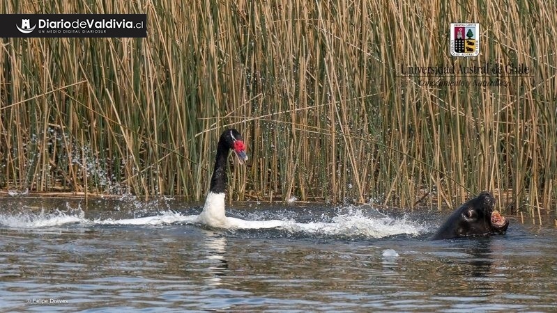 Número de cisnes muertos seguiría aumentando y llegarían a más de 230