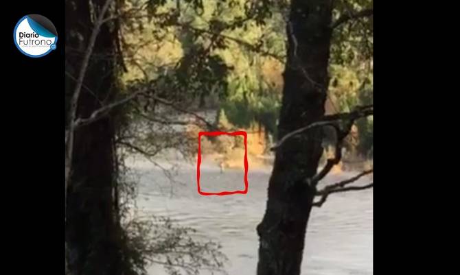 Registran video de pescador furtivo en río Calcurrupe, límite entre Futrono y Lago Ranco