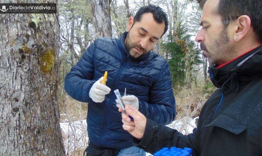 Científicos chilenos encontraron la madre de las levaduras “Lager” en los bosques nativos de la Patagonia