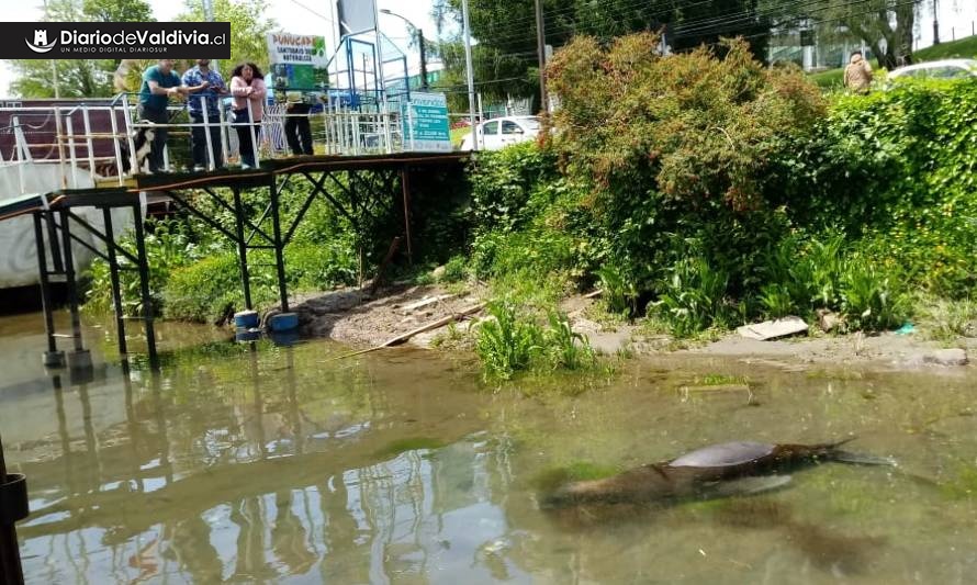 Piden investigar extraña muerte de dos lobos marinos en el río Valdivia