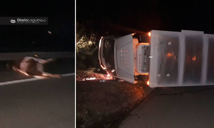 Camión volcó tras impactar con un vacuno en plena Ruta 5, a la altura de Los Lagos