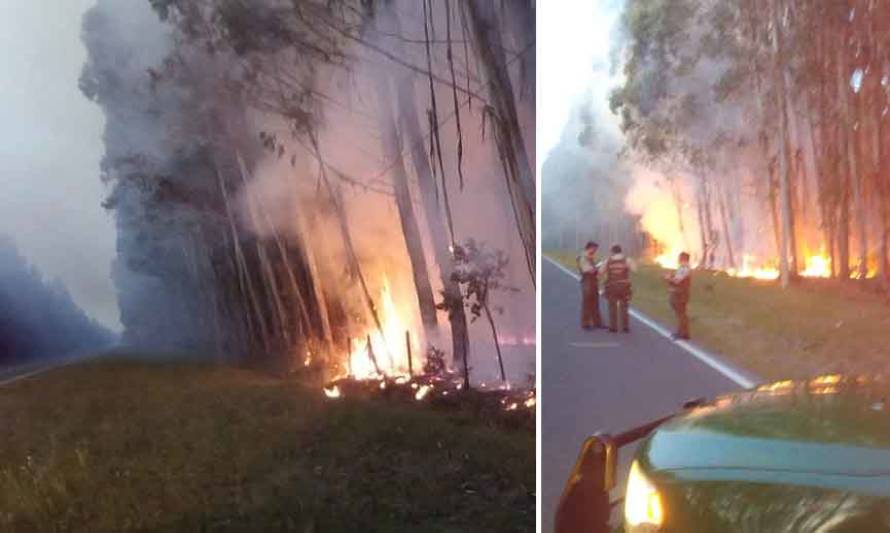 Incendio de bosque dejó sin energía a clientes rurales de Socoepa en Futrono y Los Lagos