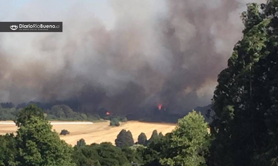 Incendio de proporciones afecta bosque y pastizales en Río Bueno