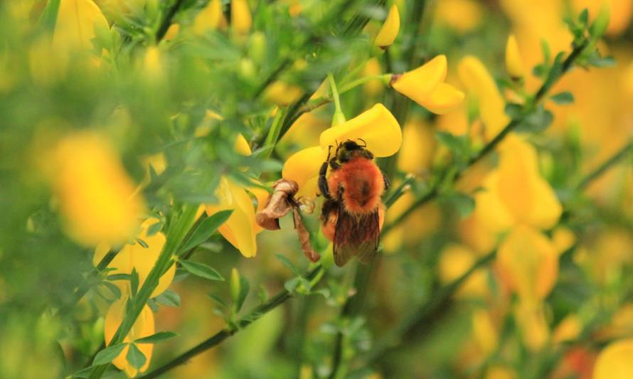 Día de la Naturaleza: Seis didácticas razones de cómo nos hace la vida más fácil