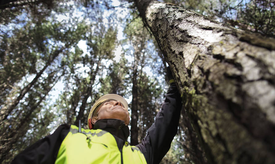 Escenario de incertidumbre afecta fuertemente a Pymes forestales