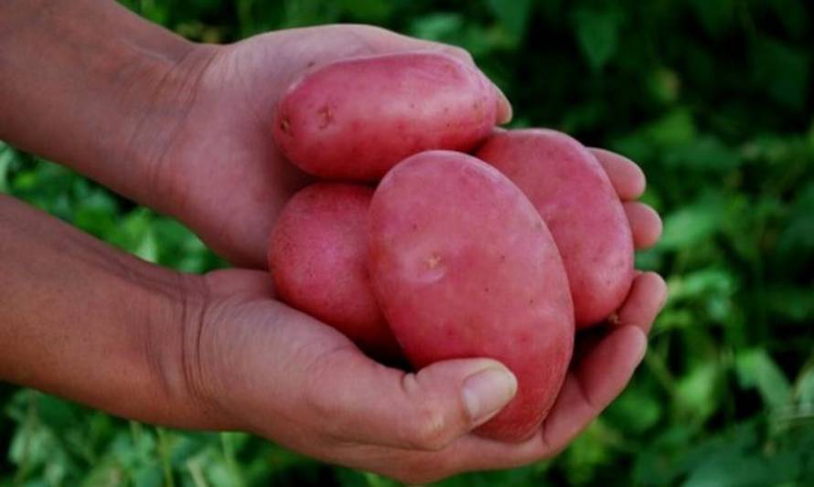 Buenos resultados del cultivo de la papa favorecen precios al consumidor