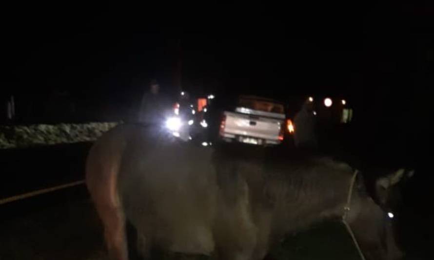 Conductor chocó con caballo en Lago Ranco