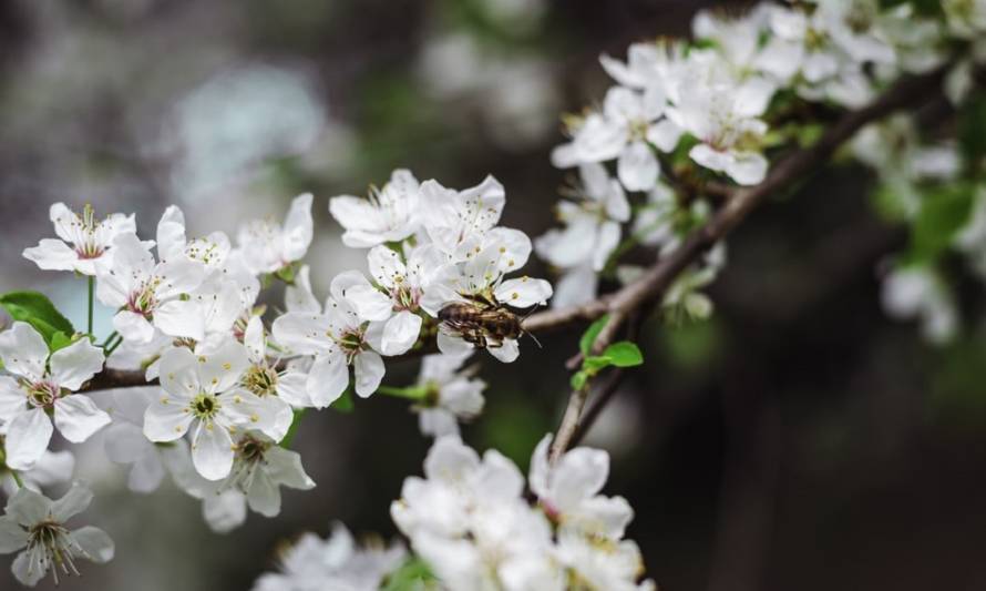 Ya casi es primavera en Chile