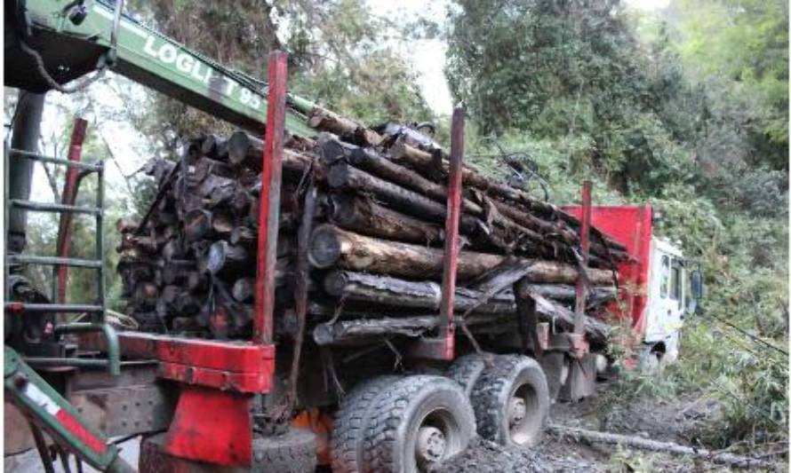 Dos detenidos por robo de madera en Mariquina