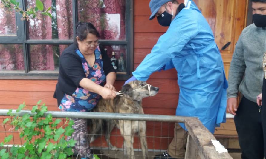 Hallazgo de murciélago motiva vacunación de mascotas en Panguipulli