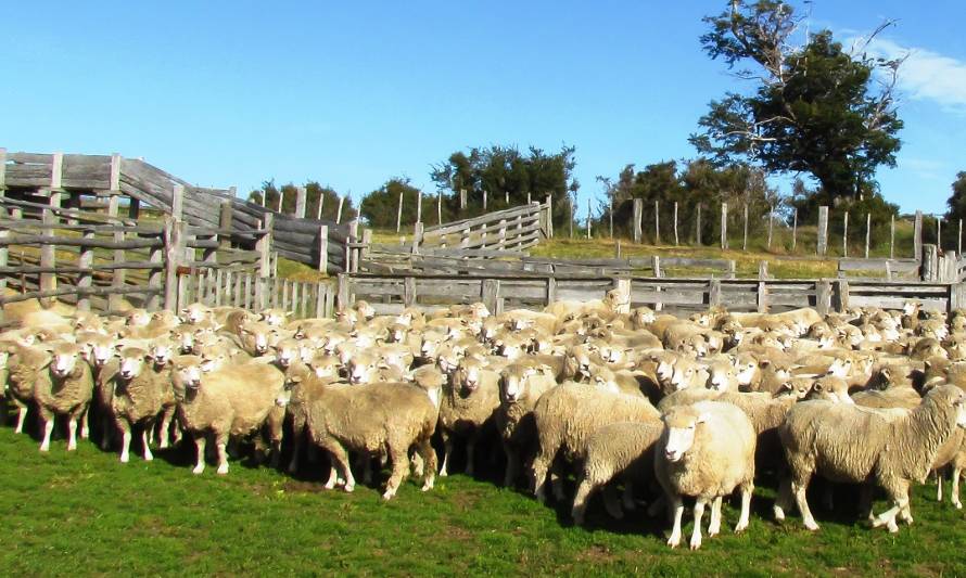 Hasta un 75% aumenta la cobertura del seguro agrícola de Indap