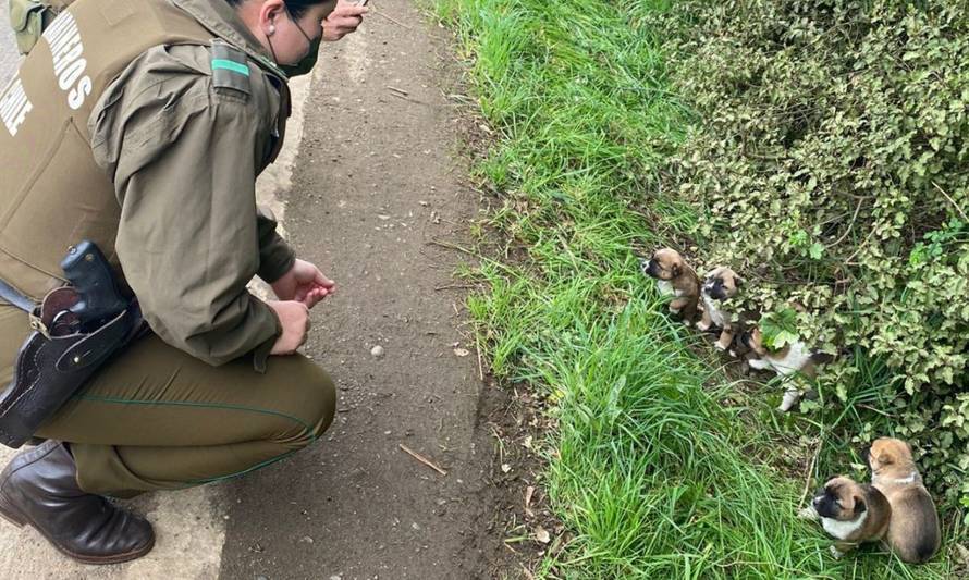 Cachorritos fueron rescatados al costado de un camino y entregados en adopción