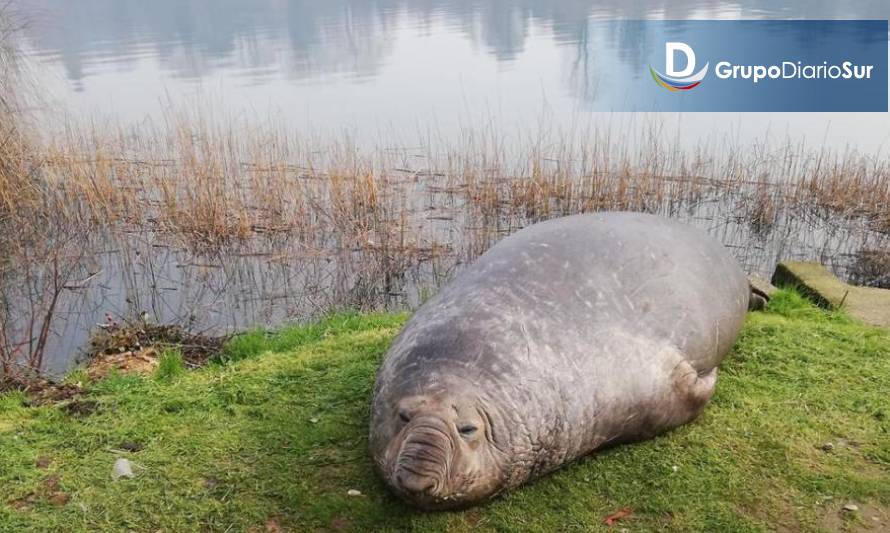 Piden que sea devuelto al mar: vecinos de Los Lagos temen que elefante marino muera en el río 