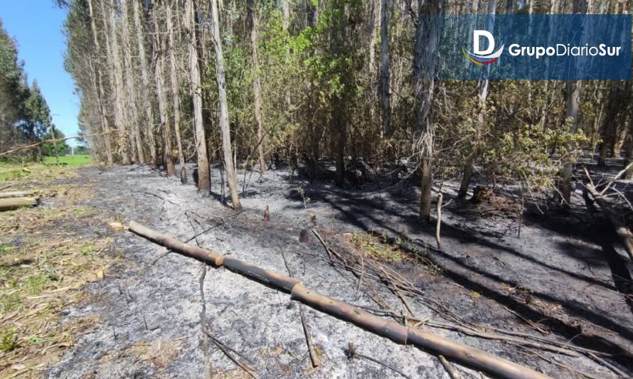 Bomberos de Paillaco controló incendio forestal