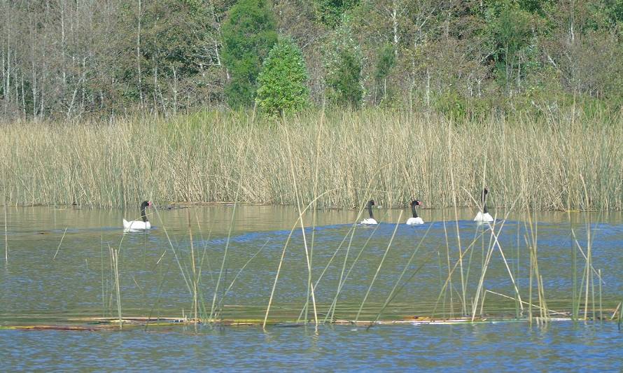 Santuario de la Naturaleza Río Cruces y Chorocamayo es parte de la Red Nacional de Sitios Ramsar