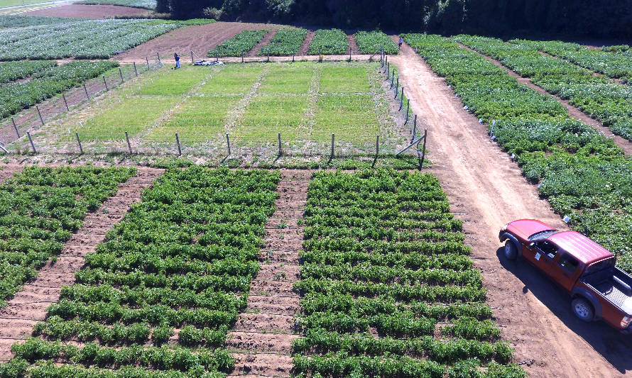 INIA implementará uso de drones y cámaras termales para generar nuevas variedades de papa mejor adaptadas al cambio climático