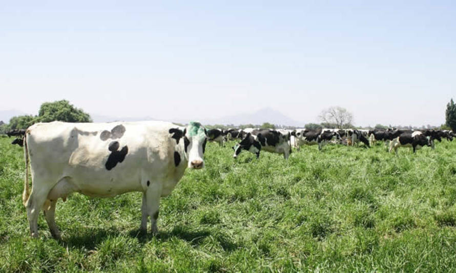 Producción de leche mantiene un resultado mixto entre enero – noviembre