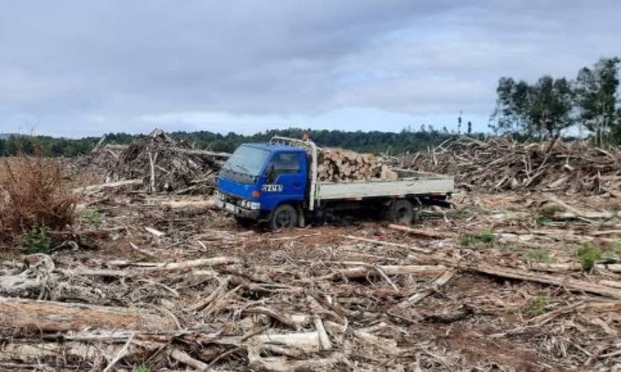 Detienen a 3 sujetos por hurto de madera en Panguipulli