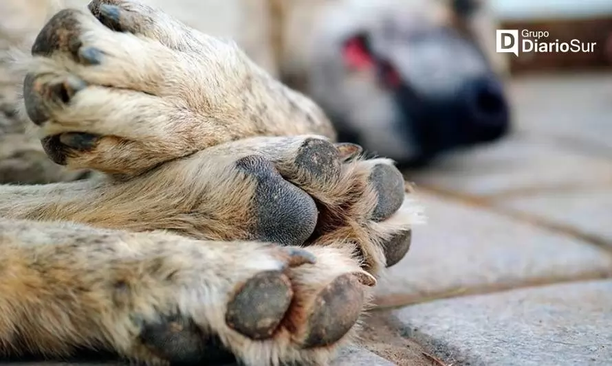 Municipalidad de Panguipulli condena envenenamiento a perros y gatos en Melefquén