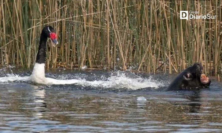 Conaf Los Ríos detecta 22 cisnes muertos por acción de lobos marinos