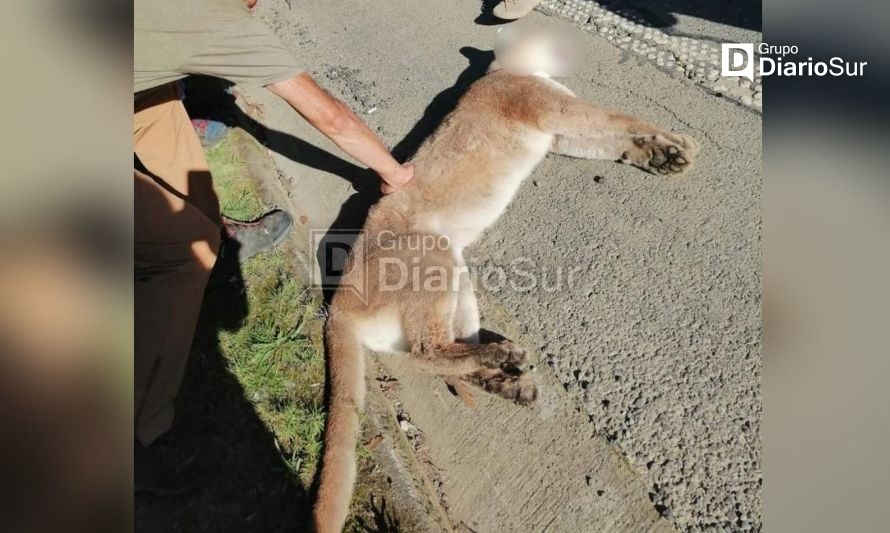 Puma muere atropellado en ruta Valdivia-Paillaco