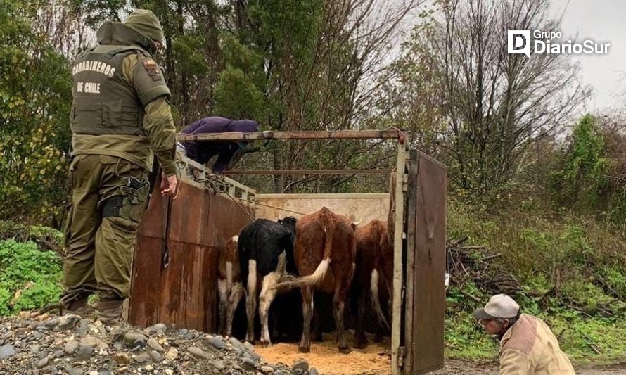 Vacunos de Punucapa fueron hallados en Las Mulatas: tres detenidos