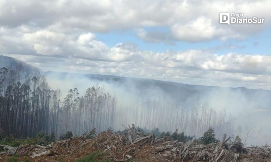 Informan evolución del incendio forestal en sector La Plata de Paillaco 