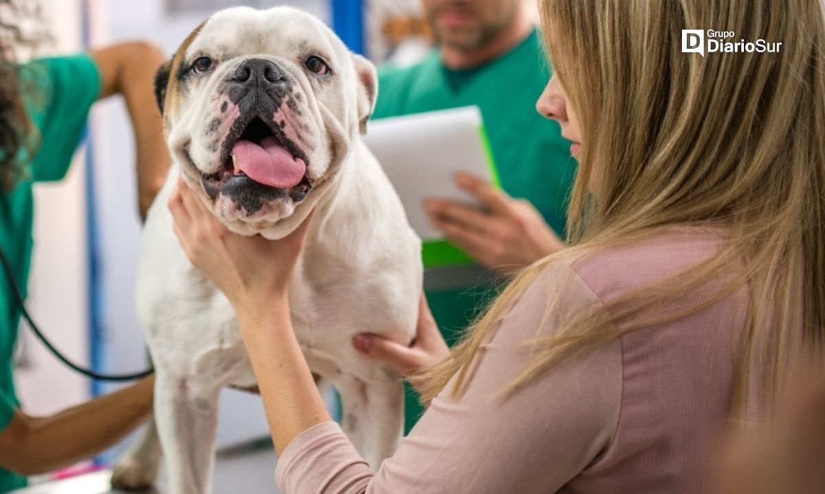 ¿Debes esterilizar y vacunar a tu mascota? Te pasamos el dato