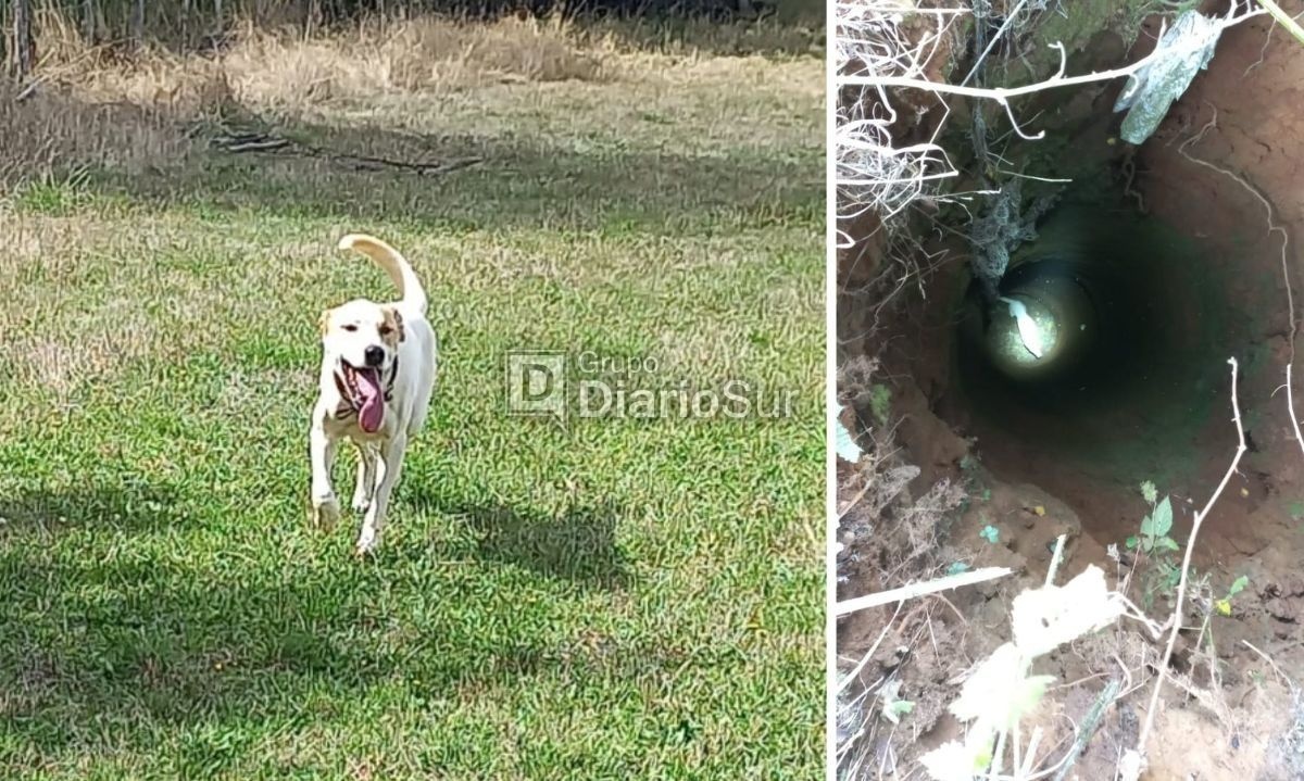 Bomberos de Los Lagos rescata a perrito que cayó a pozo de 18 metros