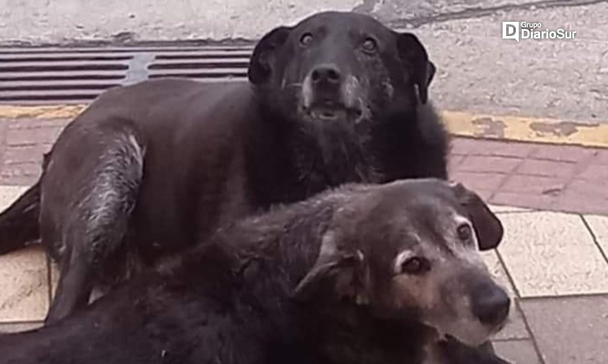 Veterinario del "caso perros" fue sorprendido "carreteando" pese a medida cautelar nocturna