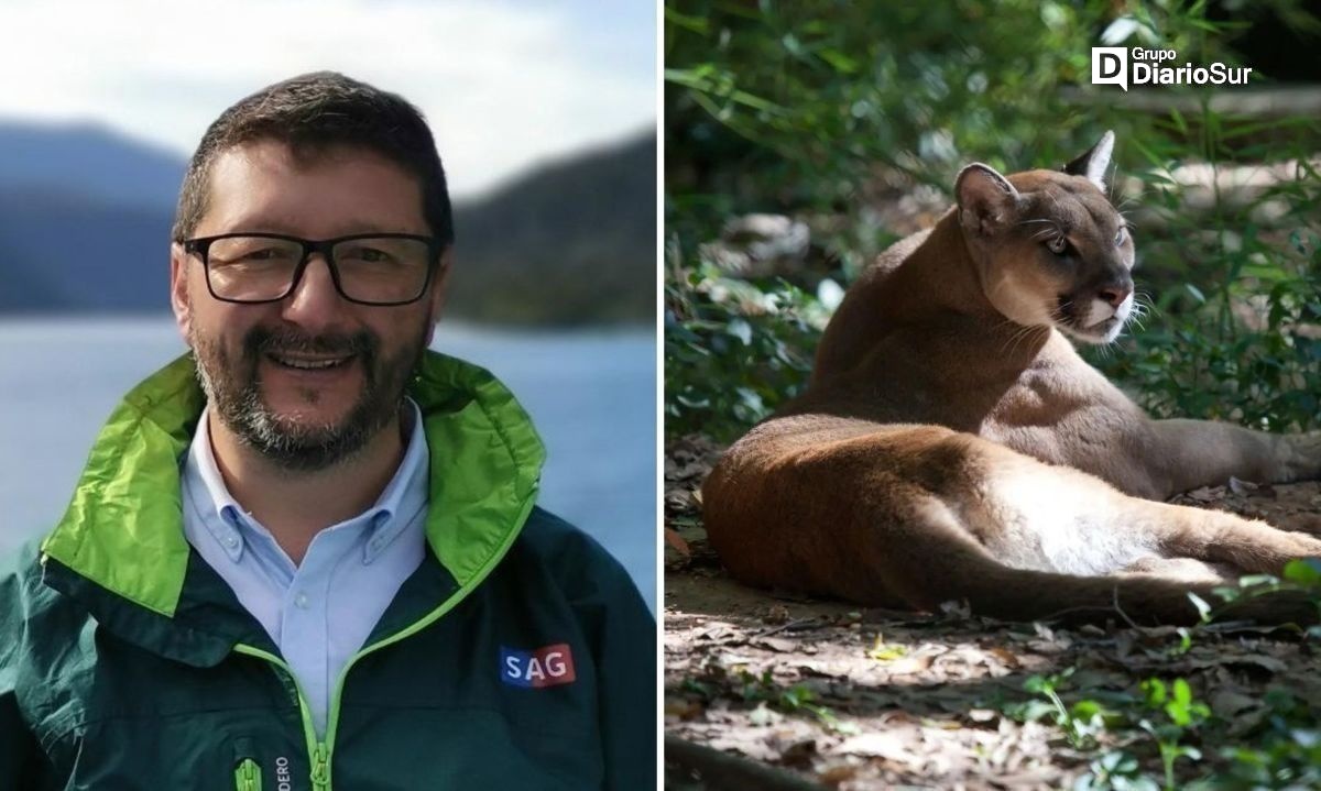 Puma sigue suelto: SAG llama a no intentar interactuar de modo alguno con el felino