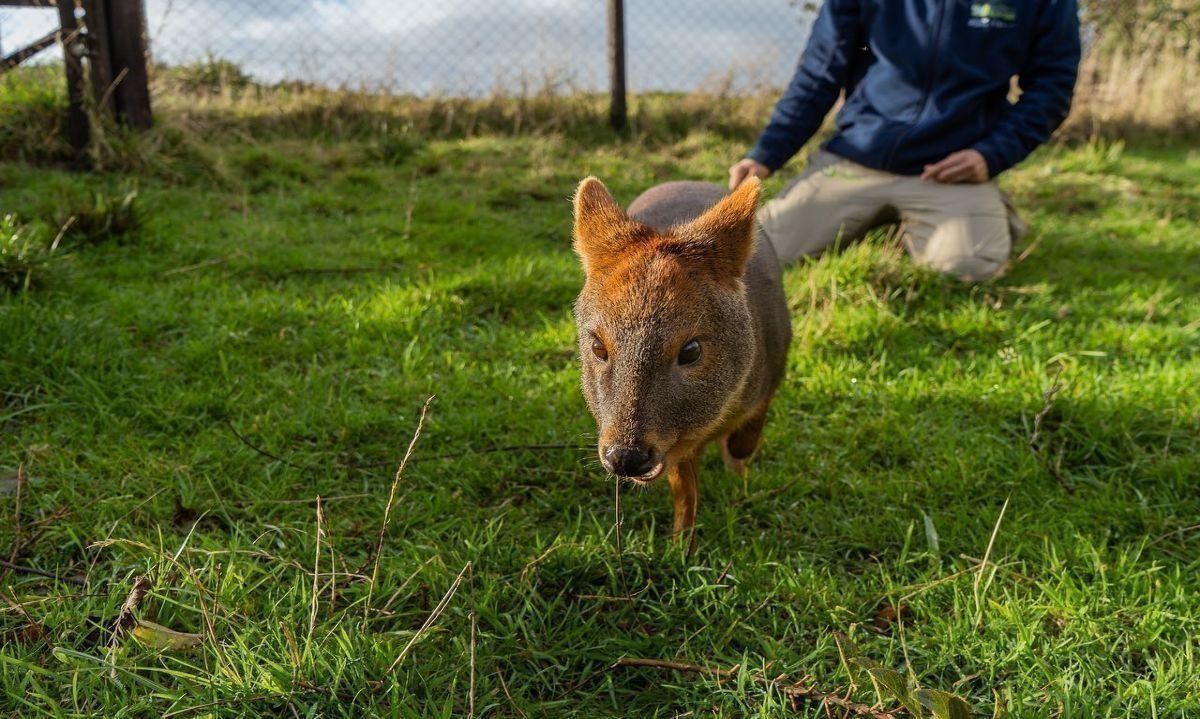 Por ataque de perros mueren queridos e icónicos pudúes de Chiloé 