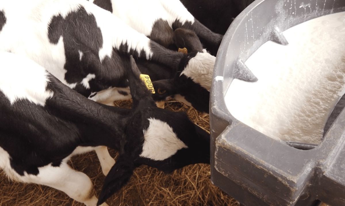 Productores aprovecharán de forma segura la leche de descarte