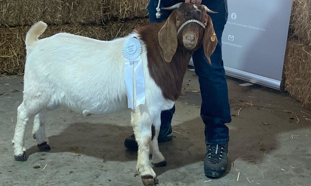 Ya están los ganadores de la jura de ovinos y caprinos de Expo Campo y Vida