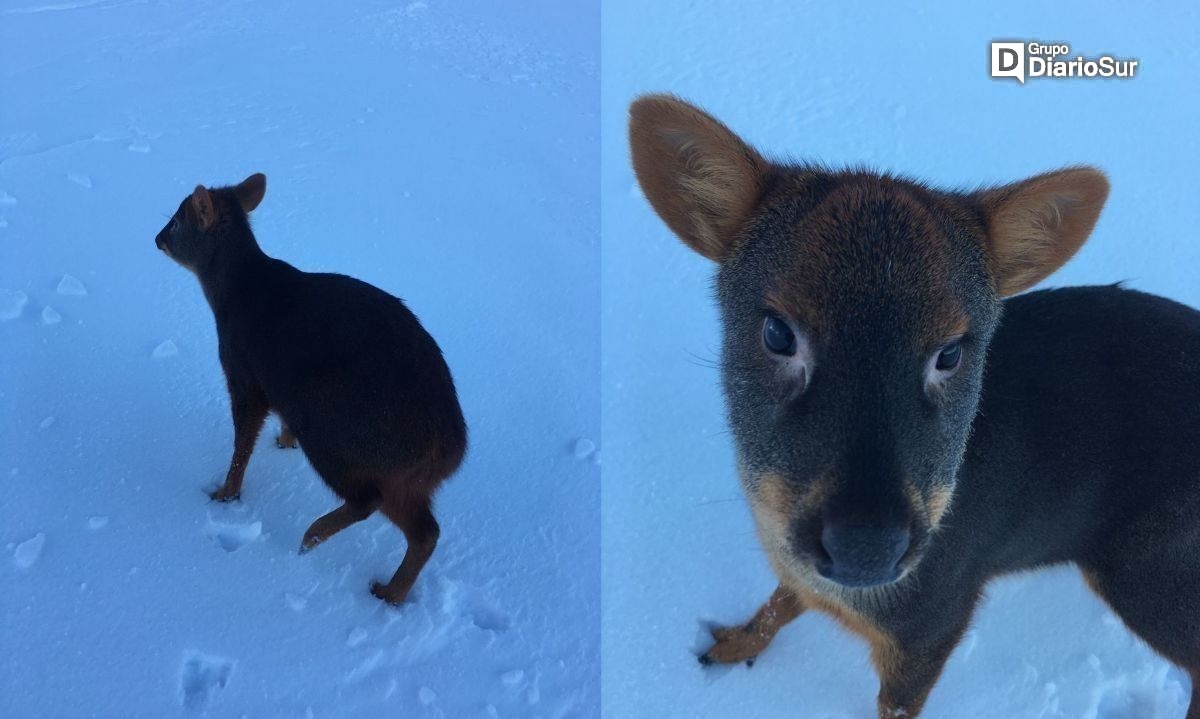 Pudú escaló hasta los 2 mil metros de altura del volcán Osorno huyendo de un perro