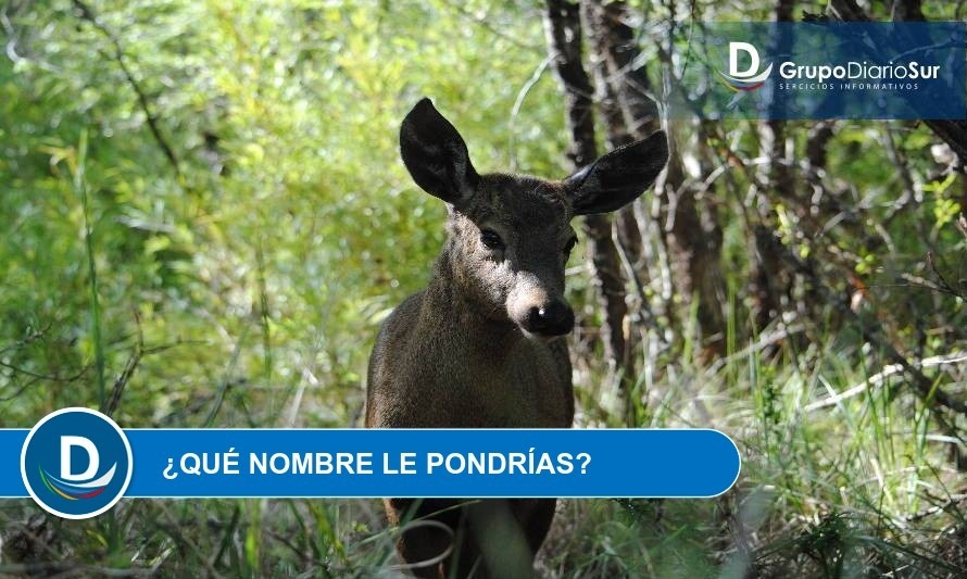 ¡Maravilloso desafío!: Buscan nombre para huemul nacido en medio silvestre