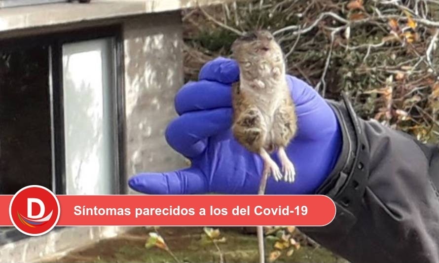 Confirman aumento de casos de Hantavirus tras 5to contagio en Los Ríos
