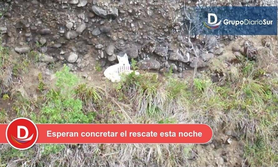 [ACTUALIZACIÓN] Urat de Osorno se suma a esfuerzos de rescate de perro en cerro de Lago Ranco