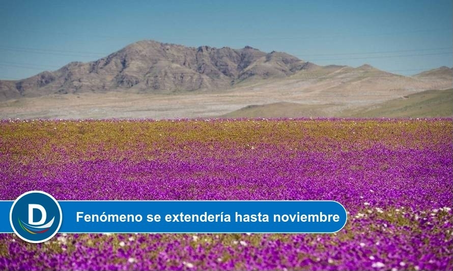 Desierto Florido: aumentan cotizaciones de pasajes hacia el norte