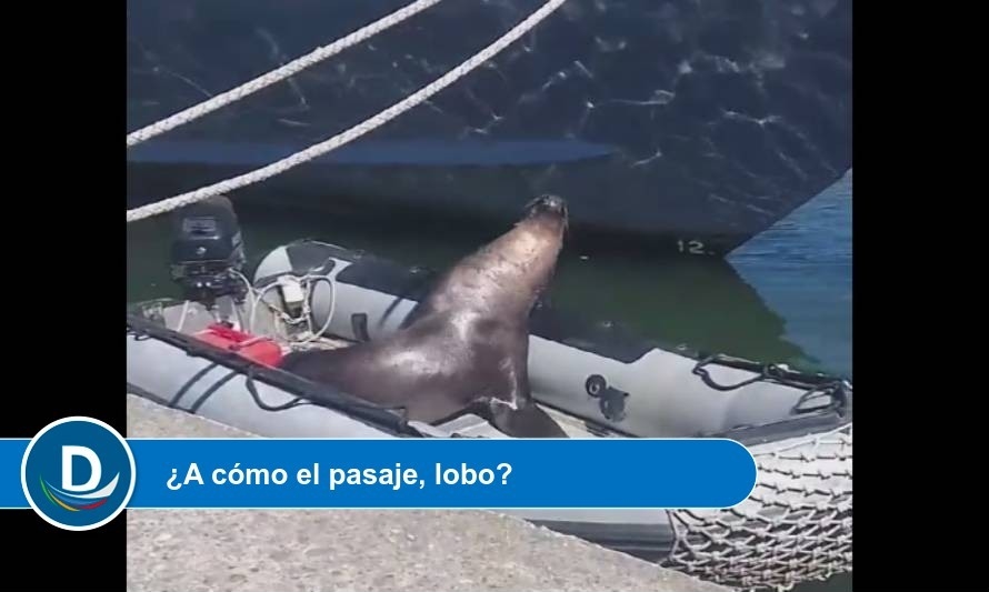 "Cómo será de cool Valdivia que hasta los lobos tienen sus propios botes"