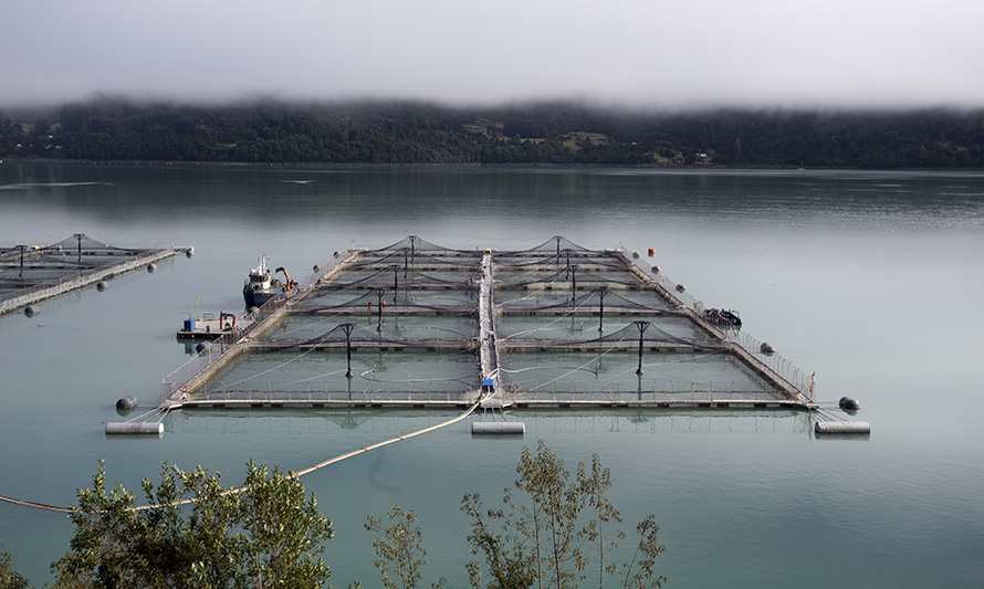 Ejecutivo propone endurecer sanciones por escapes de salmones